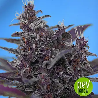 Auto Black Cream - Sweet Seeds