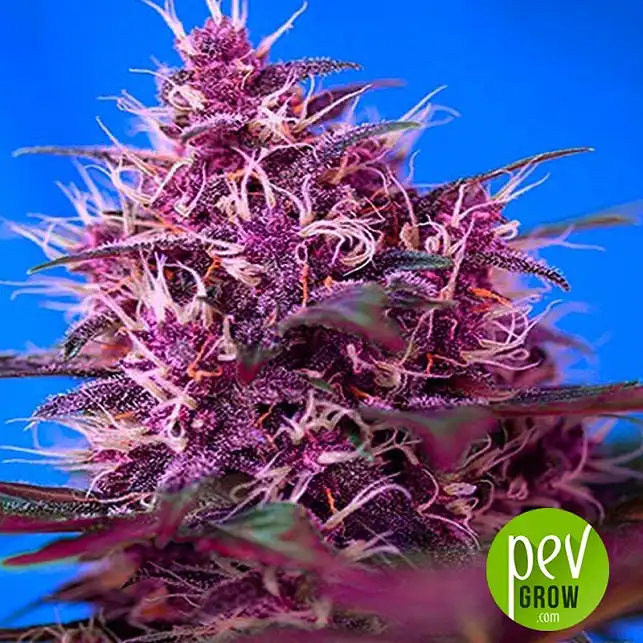 Auto Red Poison - Sweet Seeds