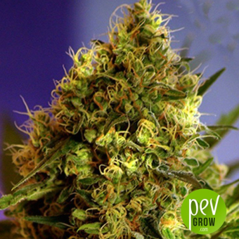 Big Devil  1 (Auto) - Sweet Seeds