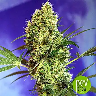 Big Devil 2 Auto - Sweet Seeds