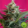 Big Devil XL - Sweet Seeds