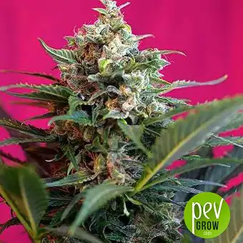 Big Devil XL - Sweet Seeds