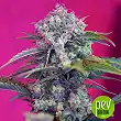 Cream Mandarine - Sweet Seeds