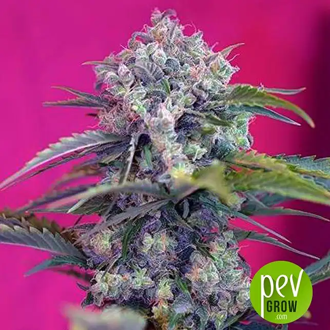 Cream Mandarine - Sweet Seeds