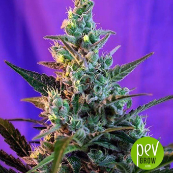 Fast Bud 2 (Auto)