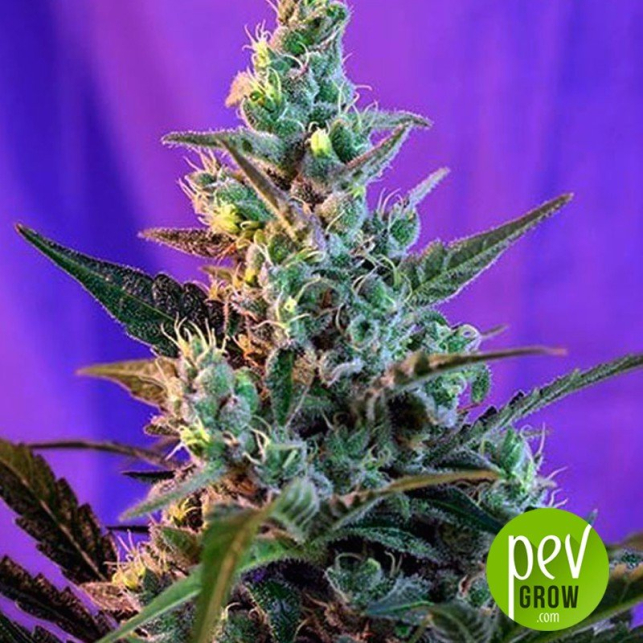 Fast Bud 2 (Auto) - Sweet Seeds