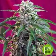 Green Poison Auto - Sweet Seeds Green Poison Auto - Sweet Seeds