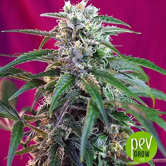 Green Poison Auto - Sweet Seeds