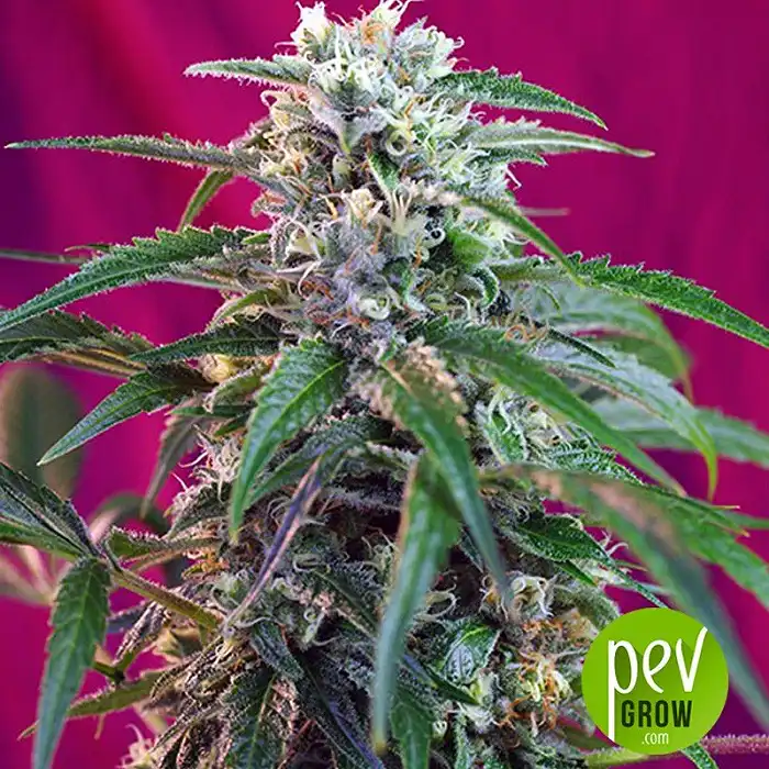 Green Poison Auto - Sweet Seeds