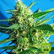 Ice Cool Auto - Sweet Seeds Ice Cool Auto - Sweet Seeds