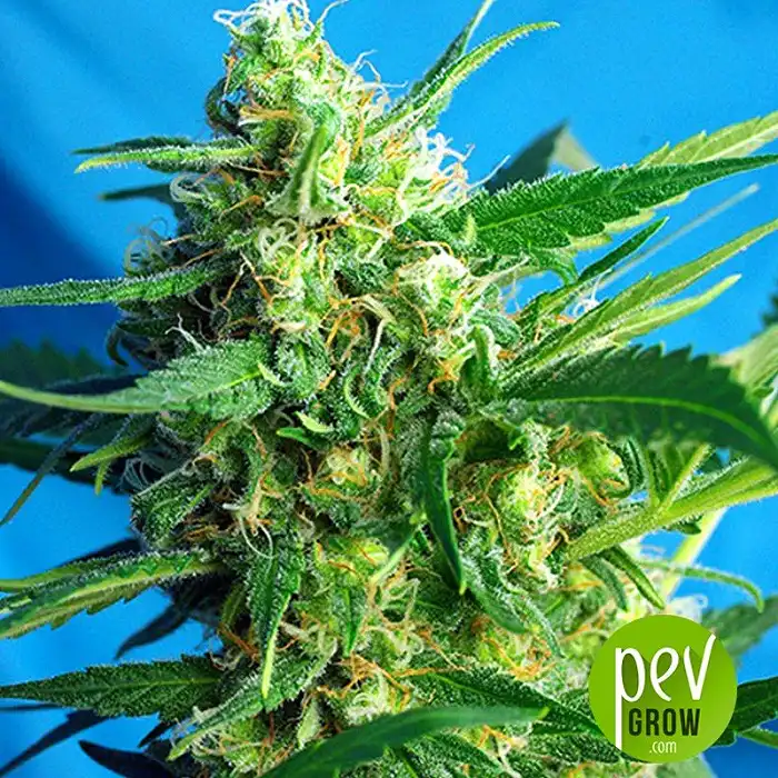 Ice Cool Auto - Sweet Seeds