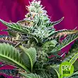 Mohan Ram Auto - Sweet Seeds