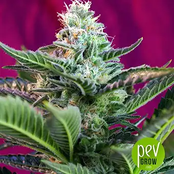 Mohan Ram Auto - Sweet Seeds