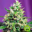 Sweet Skunk Auto - Sweet Seeds