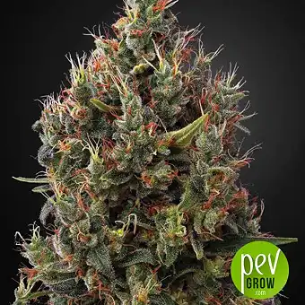 Big Bang Autoflowering - Green House
