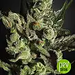 Exodus Cheese Auto - Green House