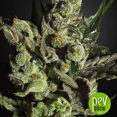 Exodus Cheese Auto - Green House