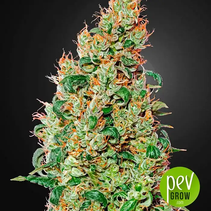 Green-o-matic - Green House