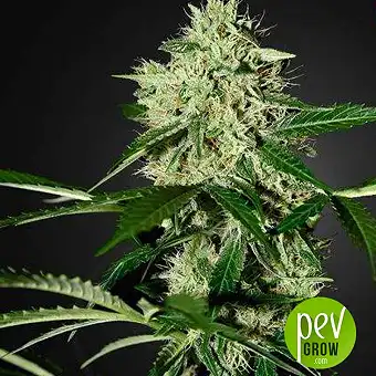 Northern Light Auto - Green House