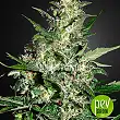 Super Critical Autoflowering - Green House
