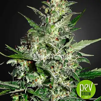 Super Critical Autoflowering - Green House