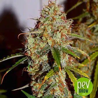Auto Brooklyn Sunrise - Dutch Passion