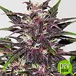 Purple Kush Auto - Buddha Seeds