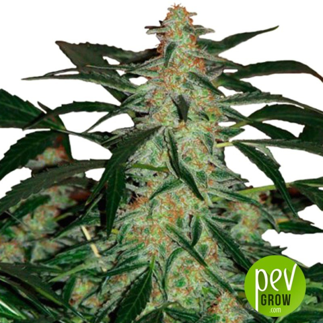 Deimos Auto Regular - Buddha Seeds