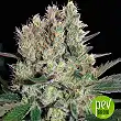 Syrup - Buddha Seeds