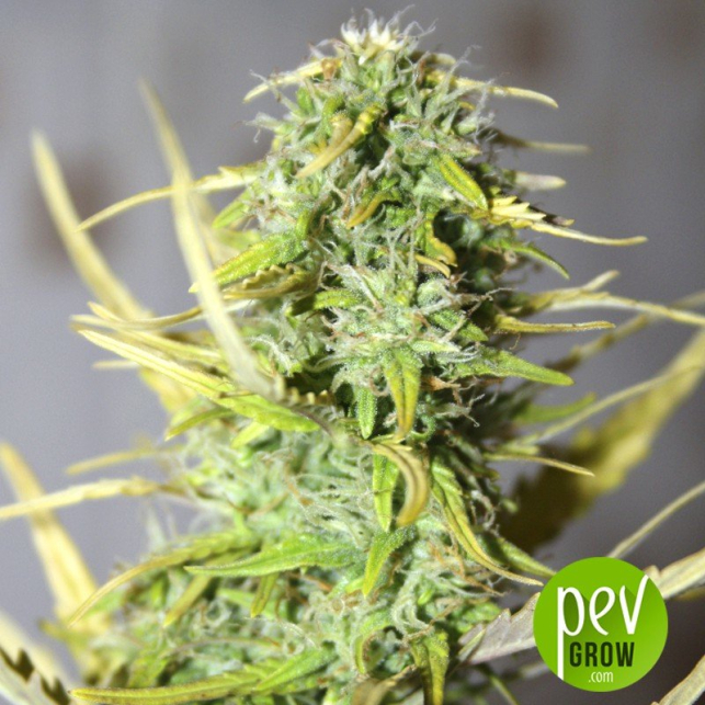 Afgan Kush Ryder is the best-selling variety of this cannabis seed bank Spanish...