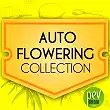Autoflowering Collection World Of Seeds Autoflowering Collection World Of Seeds