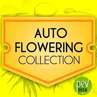 Autoflowering Collection World Of Seeds