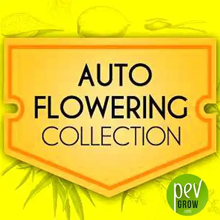 Autoflowering Collection World Of Seeds