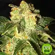 Pakystan Ryder (Autofloreciente) - World of Seeds Pakystan Ryder (Autofloreciente) - World of Seeds