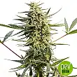 Auto Critical 47 Express - Positronics