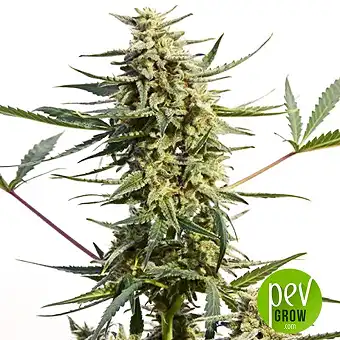 Auto Critical 47 Express - Positronics