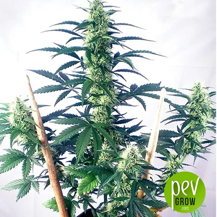 Mayday Express - Positronics