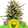 Amnesia Haze Automatic - Royal Queen Seeds
