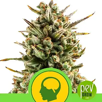 Amnesia Haze Automatic - Royal Queen Seeds