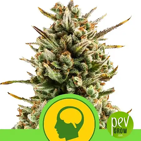 Amnesia Haze Automatic - Royal Queen Seeds