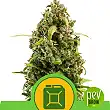 Diesel Automatic - Royal Queen Seeds
