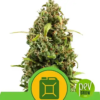 Diesel Automatic - Royal Queen Seeds