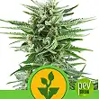 Easy Bud - Royal Queen Seeds