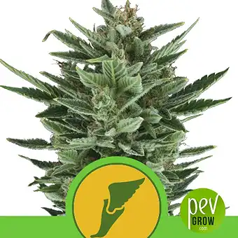 Quick One - Royal Queen Seeds