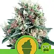 Royal Creamatic - Royal Queen Seeds