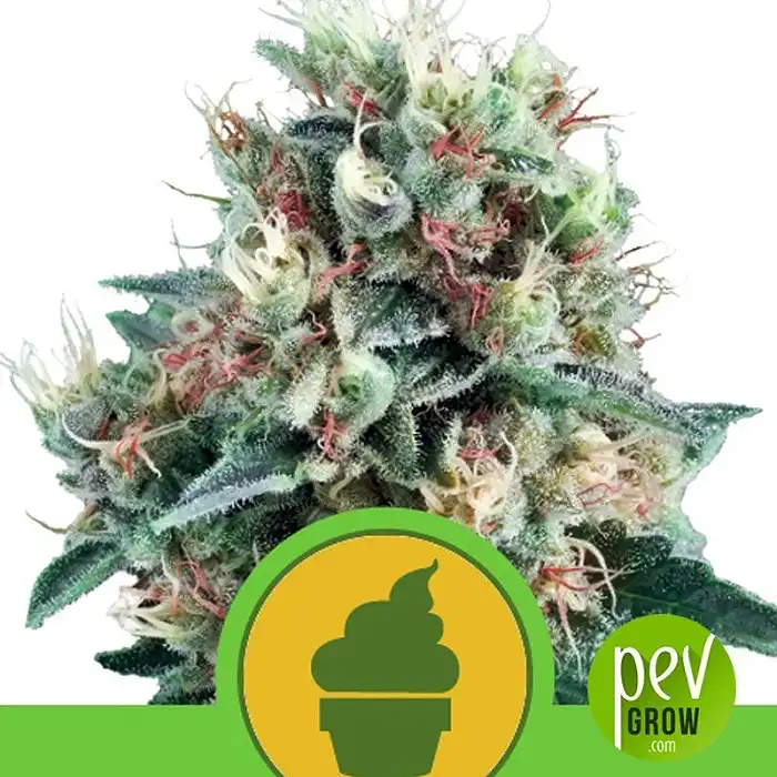Royal Creamatic - Royal Queen Seeds