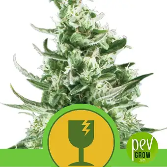 Critical Auto - Royal Queen Seeds
