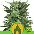 Royal Kush Automatic - Royal Queen Seeds
