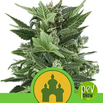 Royal Kush Automatic - Royal Queen Seeds