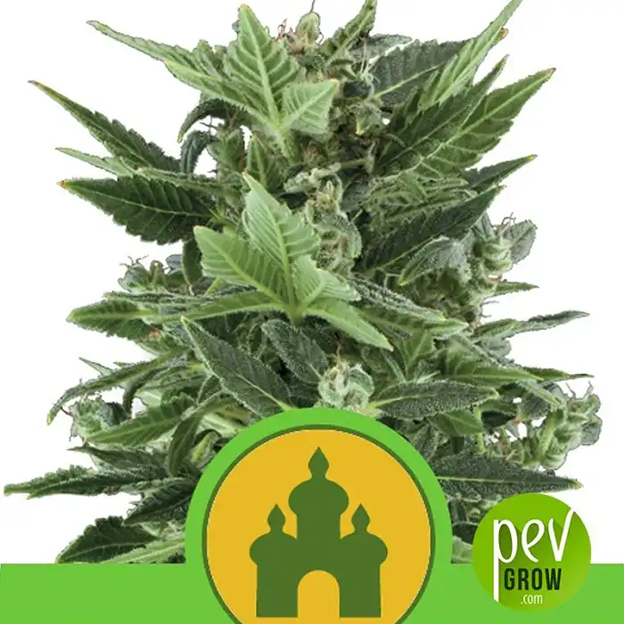 Royal Kush Automatic - Royal Queen Seeds